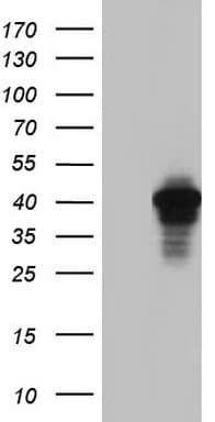 AKAP7 Antibody (clone OTI6F7, Carrier-free)
