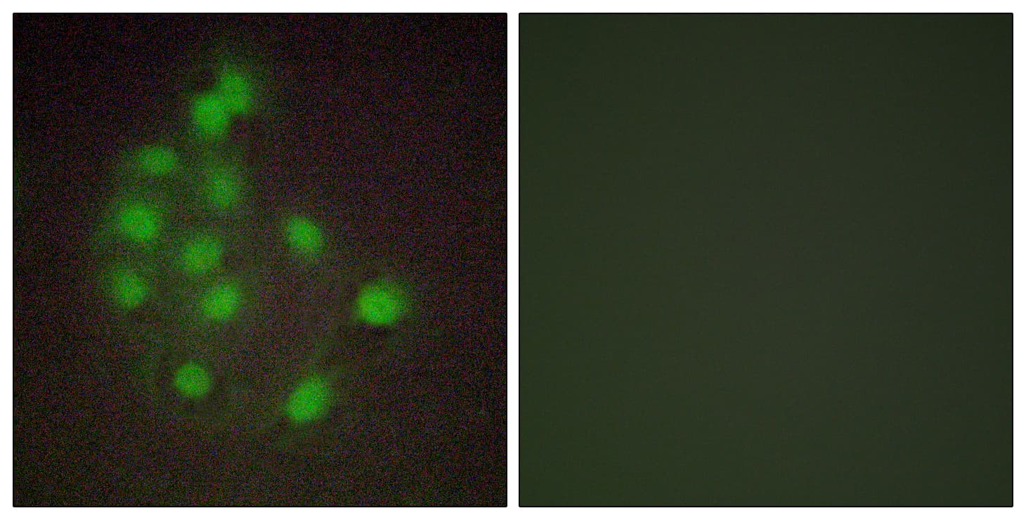 Polyclonal Rabbit anti-Human HAND1 Antibody (aa141-190, IF)