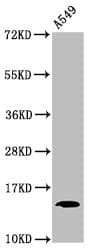 HIST1H2BN Antibody
