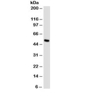 MITF Antibody (N-Terminus, clone D5)