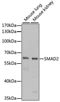 SMAD2 Antibody