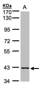 PRPSAP2 Antibody (aa1-369)
