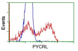 PYCRL Antibody (clone OTI3A8)
