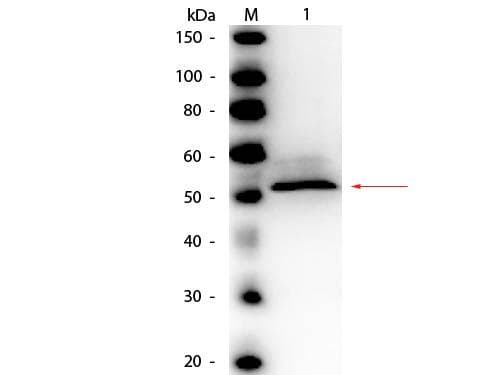 Hexokinase Antibody (Lyophilized, HRP)