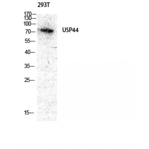 USP44 Antibody (180-260 aa, Internal)