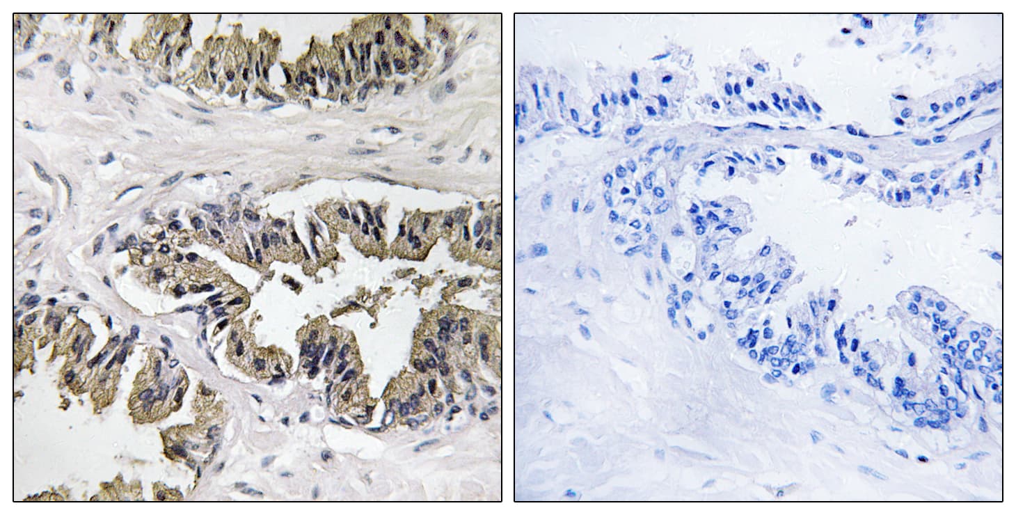 GSPT Antibody (aa101-150)