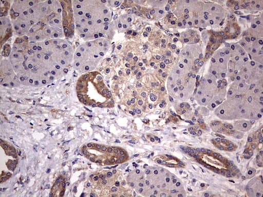 KYNU Antibody (aa1-216, clone OTI1H1)