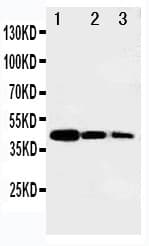 MYBL2 Antibody (aa1-17)