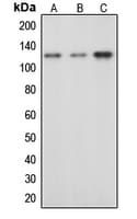 c-CBL Antibody (phospho-Tyr674)