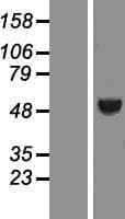 ING3 Protein (Over-Expression Lysate Myc-DDK (Flag))