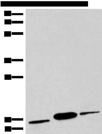 Polyclonal Rabbit anti-Human COX6A2 Antibody (WB)