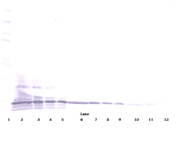 XCL1 / Lymphotactin Antibody