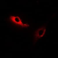 KSR2 Antibody