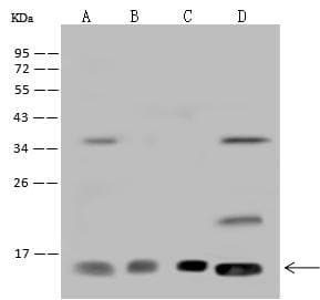 RPA3 Antibody