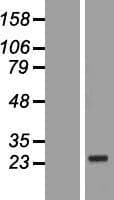 CARD16 / COP Protein (Over-Expression Lysate Myc-DDK (Flag))
