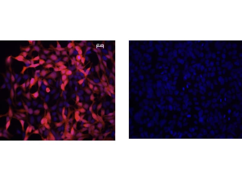 Monoclonal Mouse anti-Mouse IDO1 / IDO Antibody (clone 2E2.6, IHC, IF, WB)
