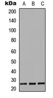EBI3 / IL-27B Antibody (Internal)