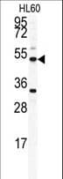OMD / Osteomodulin Antibody (aa394-421)