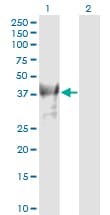 BMI1 / PCGF4 Antibody (clone 4E10-1C5)