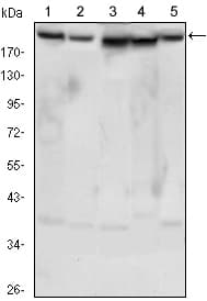 RICTOR Antibody (clone 7B3)