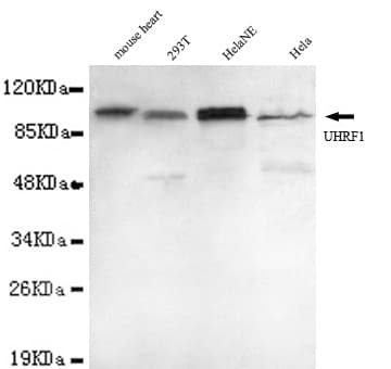 UHRF1 Antibody (N-Terminus)