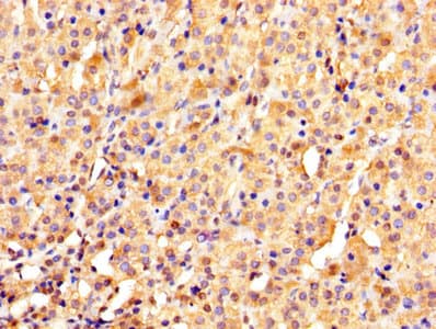 YWHAE / 14-3-3 Epsilon Antibody