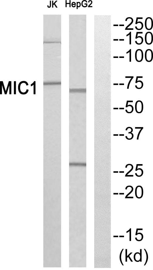 C18orf8 / MIC1; Antibody