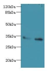 SLC25A36 Antibody