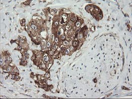 ROMO1 Antibody (clone OTI2C12)