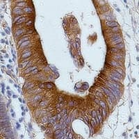 Monoclonal Mouse anti-Human Alpha Tubulin Antibody (IHC, IF, WB)