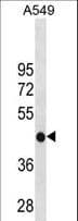 GATM / AGAT Antibody (aa350-378)