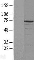 DDX41 / ABS Protein (Over-Expression Lysate Myc-DDK (Flag))