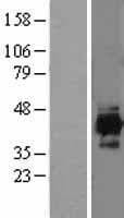 IDH3A Protein (Over-Expression Lysate Myc-DDK (Flag))