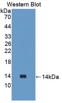 T-Kininogen 1 Antibody (PE)