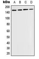 Polyclonal Rabbit anti-Human TEK / TIE2 Antibody (phospho-Tyr1108, WB)
