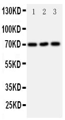 SLC6A4 / SERT Antibody (aa7-24)