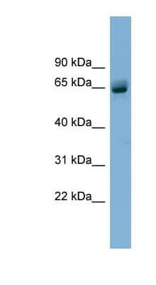 SLFN12 Antibody (aa35-84)