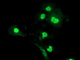 LENG1 Antibody (clone OTI1G5)