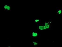 DPPA4 Antibody (aa9-254, clone OTI1C1, Carrier-free)