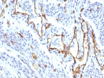 PECAM-1 / CD31 Antibody (clone C31/1395R, Azide-free, Carrier-free)