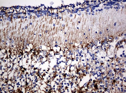 Monoclonal Mouse anti-Human GFAP Antibody (clone UMAB5, IHC, IF, WB)