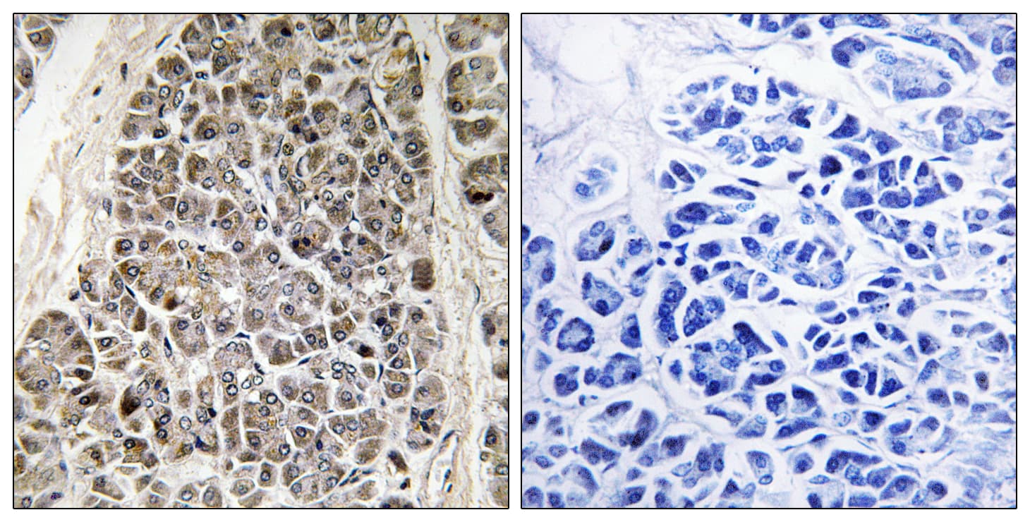 MRPS21 Antibody (aa38-87)