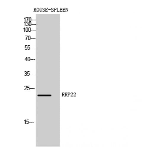 RRP22 / RASL10A Antibody (80-160 aa, Internal)