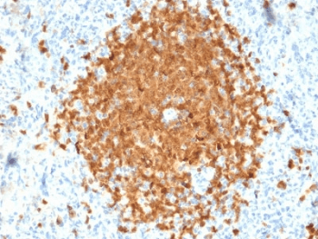 Monoclonal Mouse anti-Human POU2AF1 / BOB1 Antibody (clone BOB1/2424, Azide-free,BSA-free, IHC, WB)