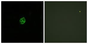 IHC-plus™ Polyclonal Rabbit anti-Human GPR151 Antibody (aa370-419, IHC, IF, WB)