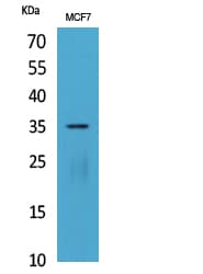IL12A / p35 Antibody