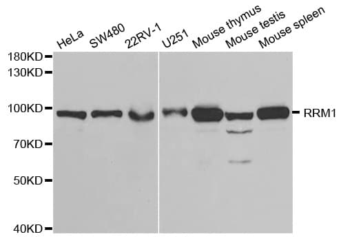R1 / RRM1 Antibody
