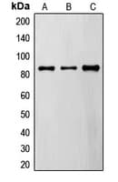 IHC-plus™ ADAP / FYB Antibody (C-Terminus)