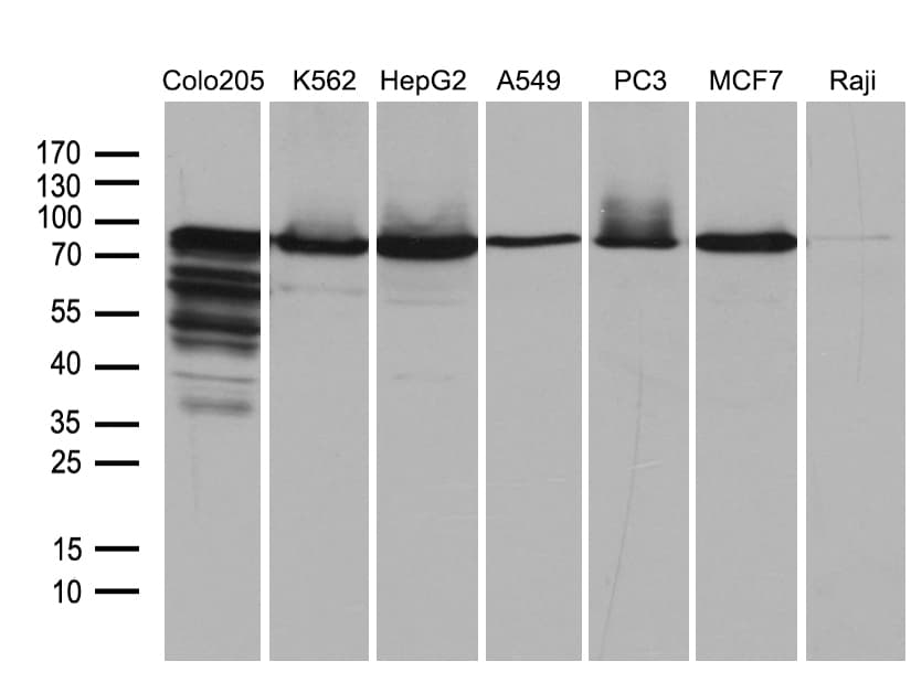 SEC23B Antibody (aa392-641, clone OTI1B2)