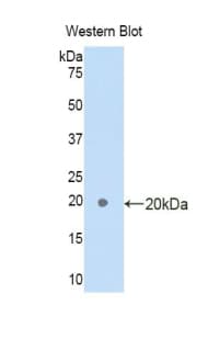 C1QTNF12 Antibody (aa92-241)